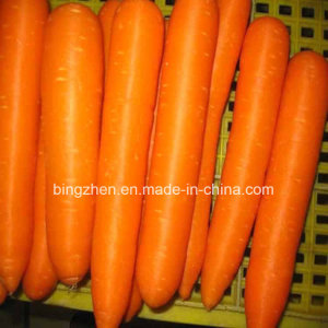 New Listing Fresh Carrot Supplier in 10kg Carton Packing